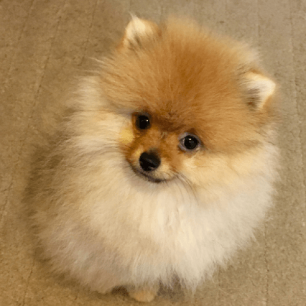 Pomeranian veya Süs Köpeği Satın Alacaklar Okumalıdır
